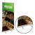 raptor-banner-web-2